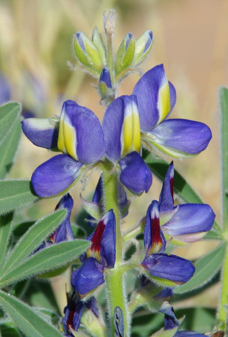 Lupino 9