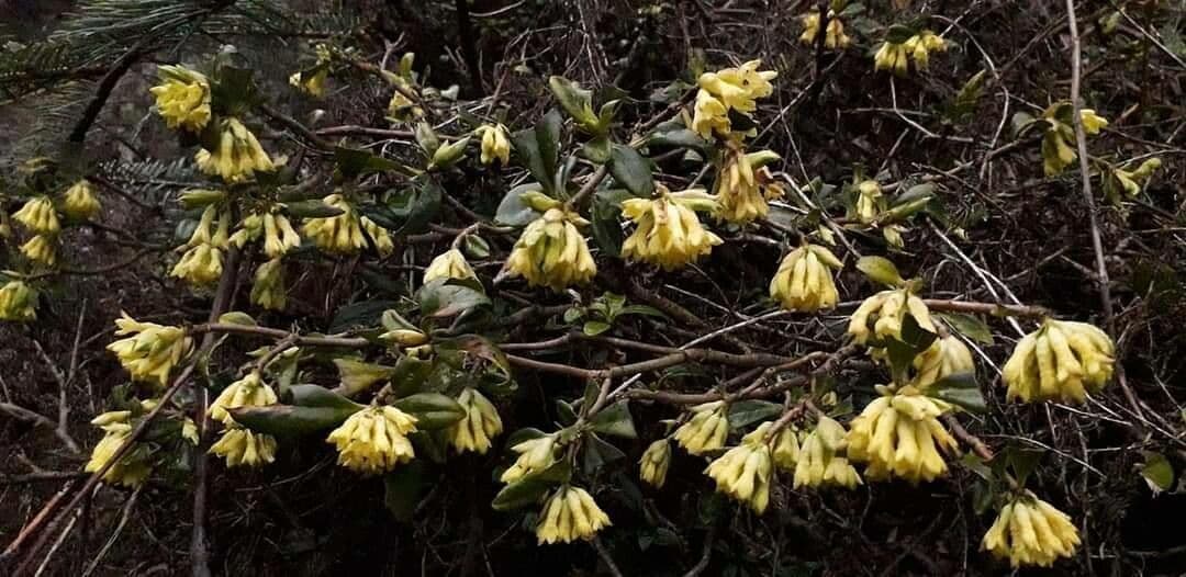 Daphne