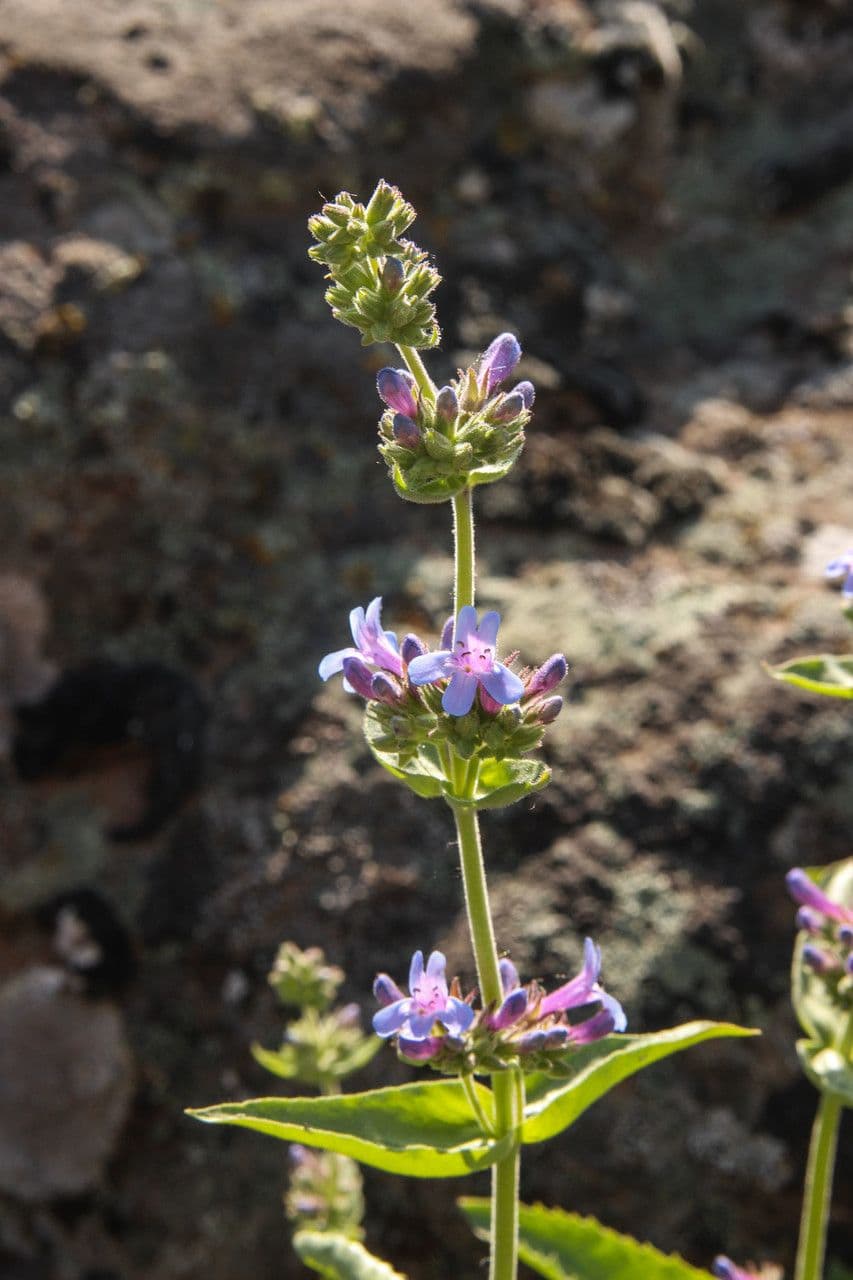 Penstemon 9