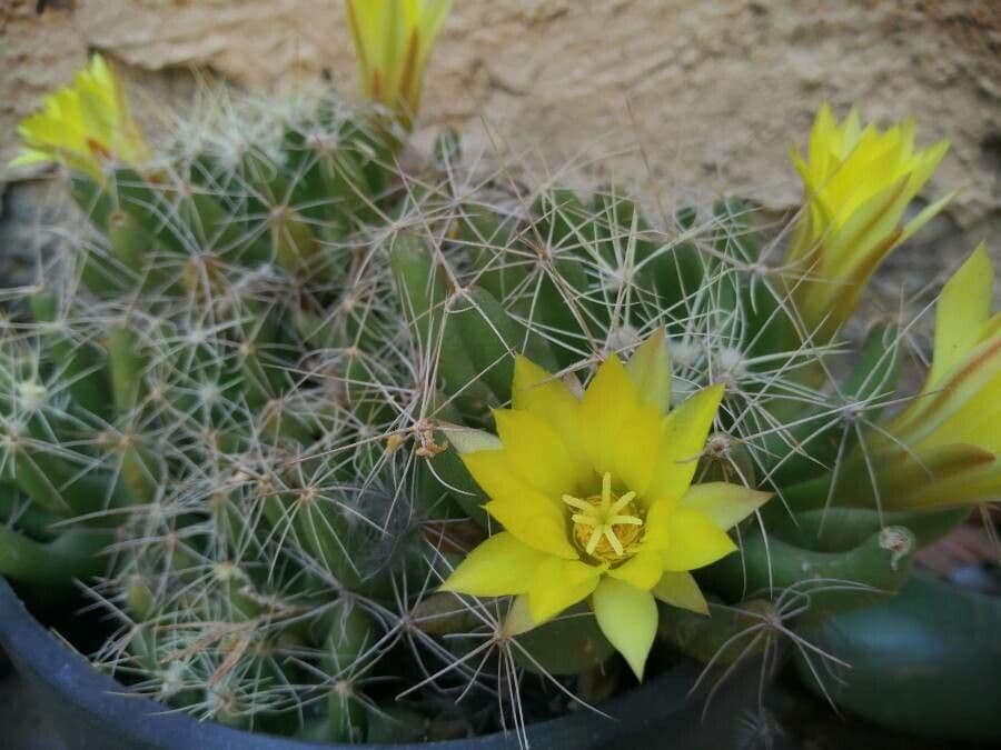 Cactus 2