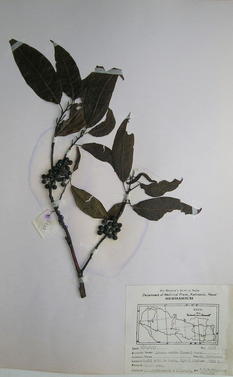 Litsea cubeba 4