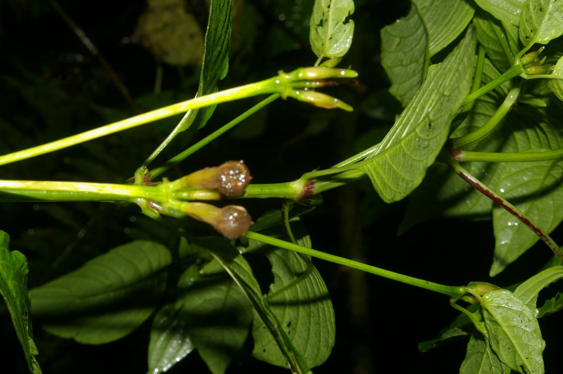 Poikilacanthus