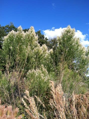 Baccharis neglecta 8