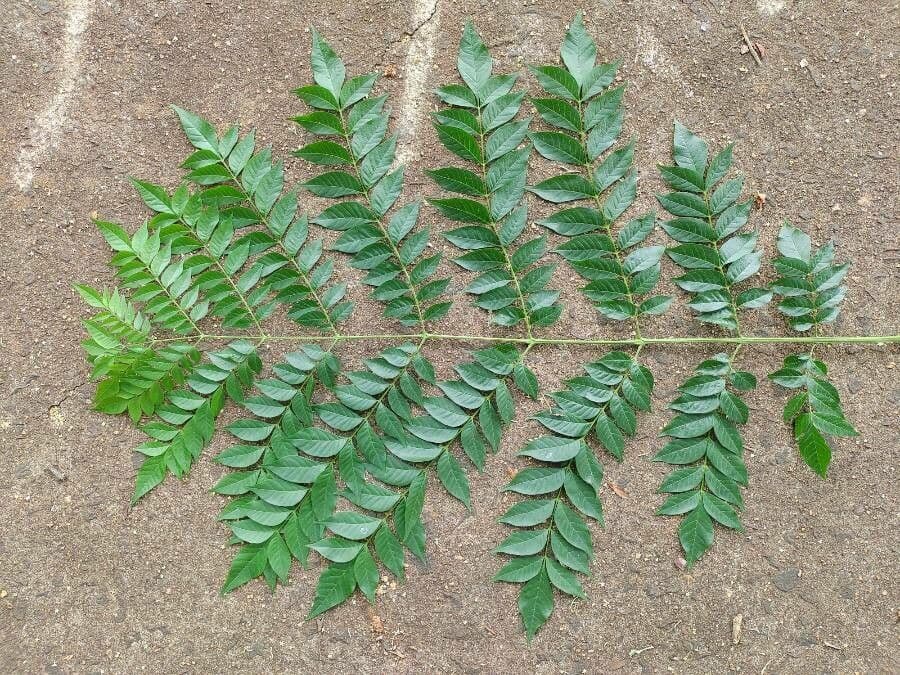 Jacaranda 7