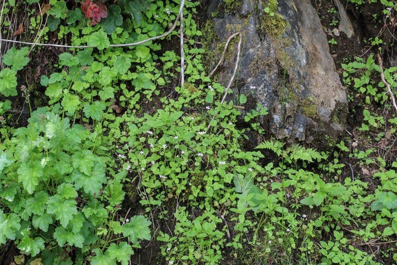 Claytonia parviflora 8