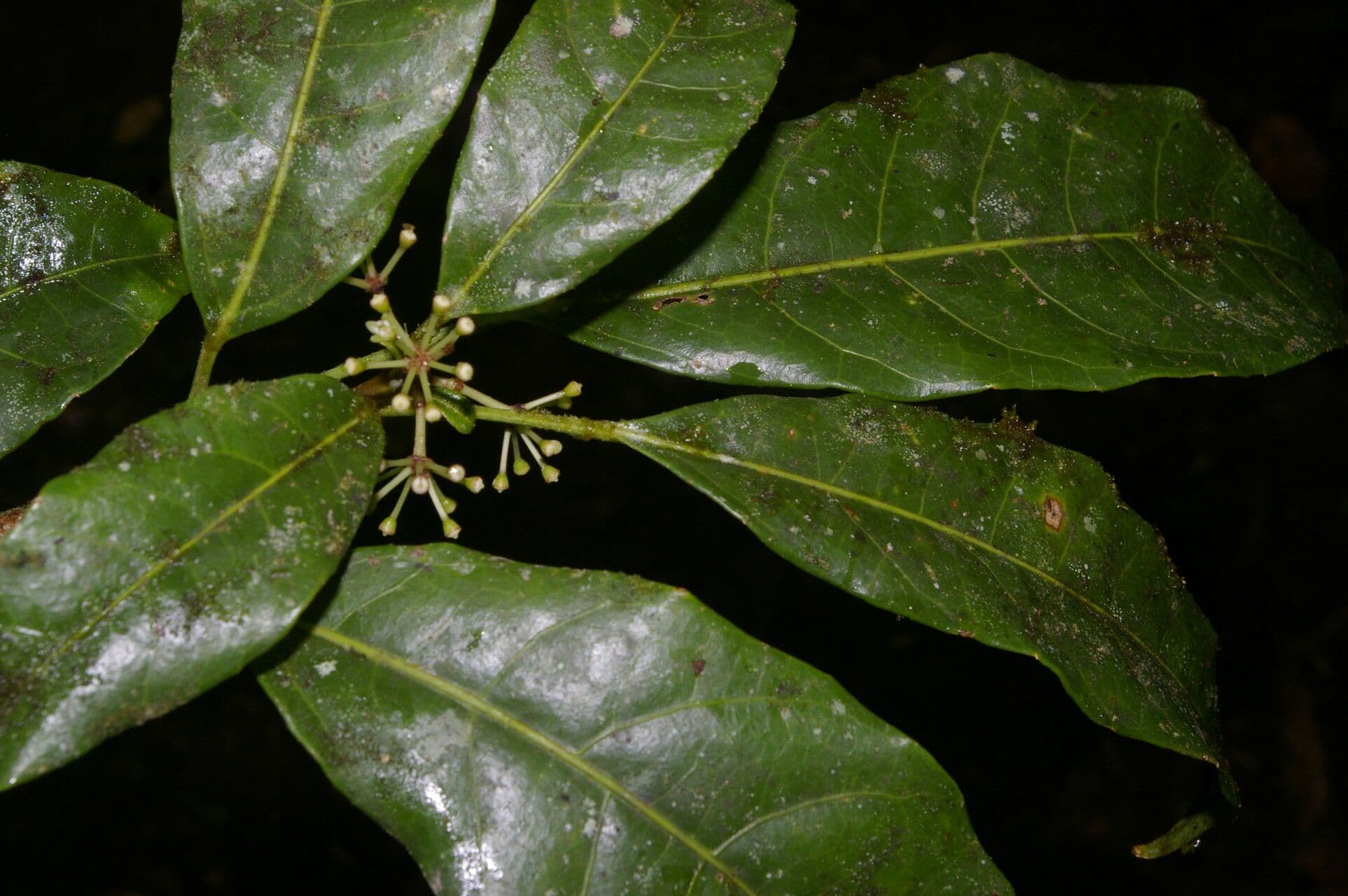 Dendropanax 6