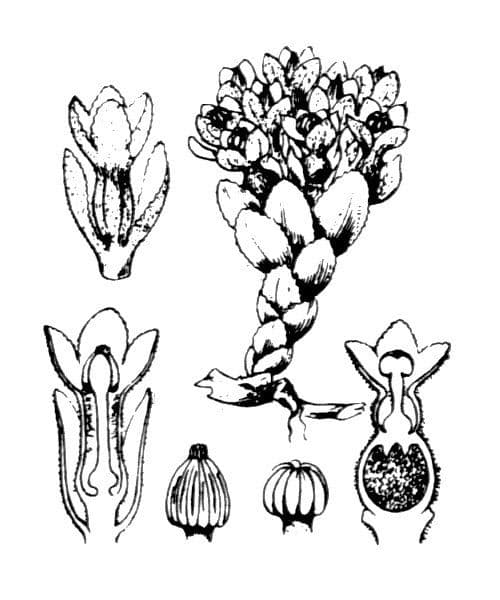 Cytinus hypocistis 29