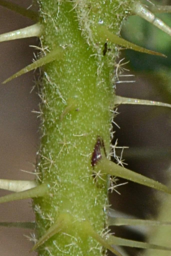 Solanum rostratum 21
