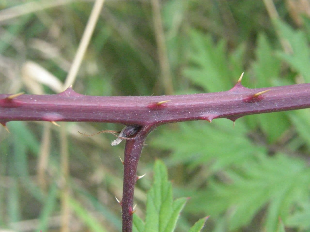 Schlitzblättrige Brombeere 24