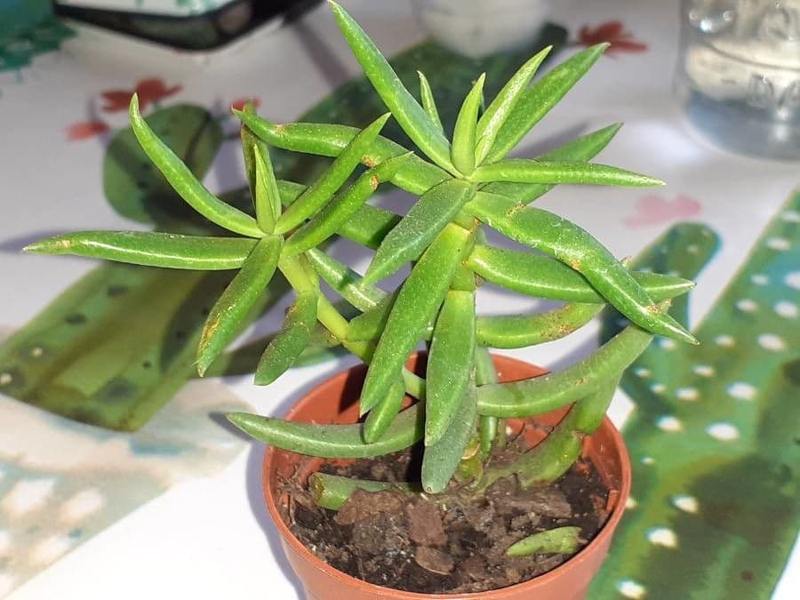 Crassula tetragona 5