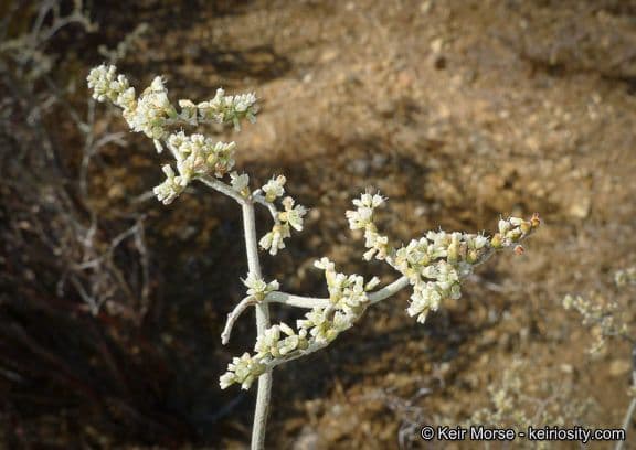 Yucca-Buckwheat 3