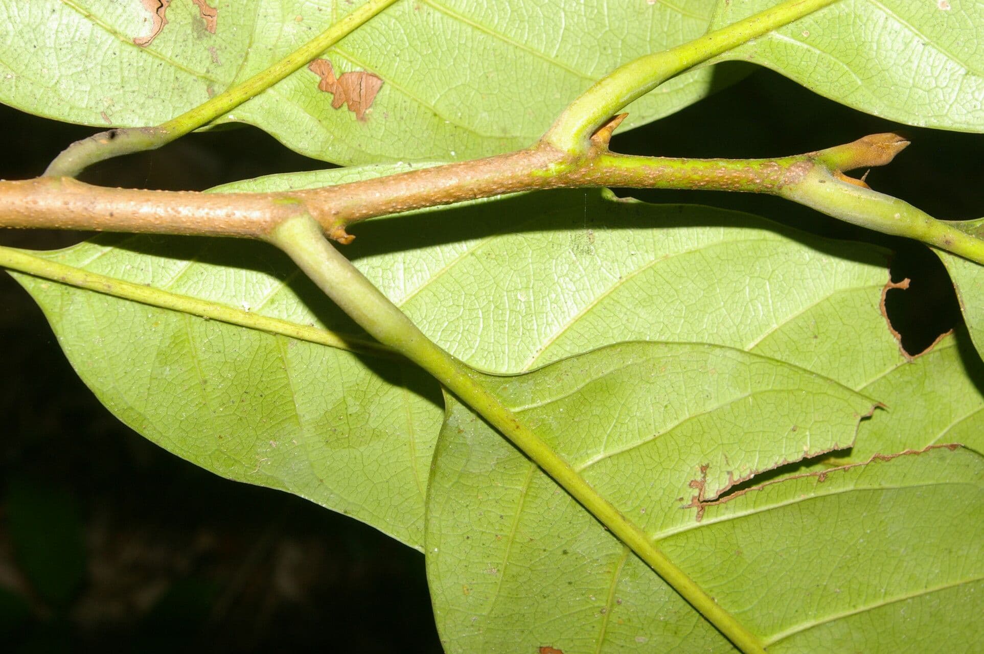 Pouteria 3