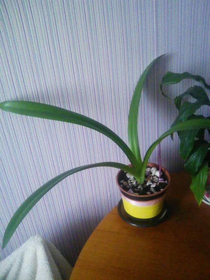 Clivia 4