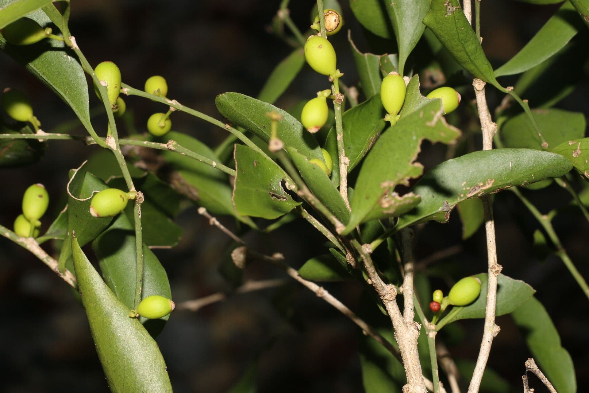 Schoepfia di Schreber 2