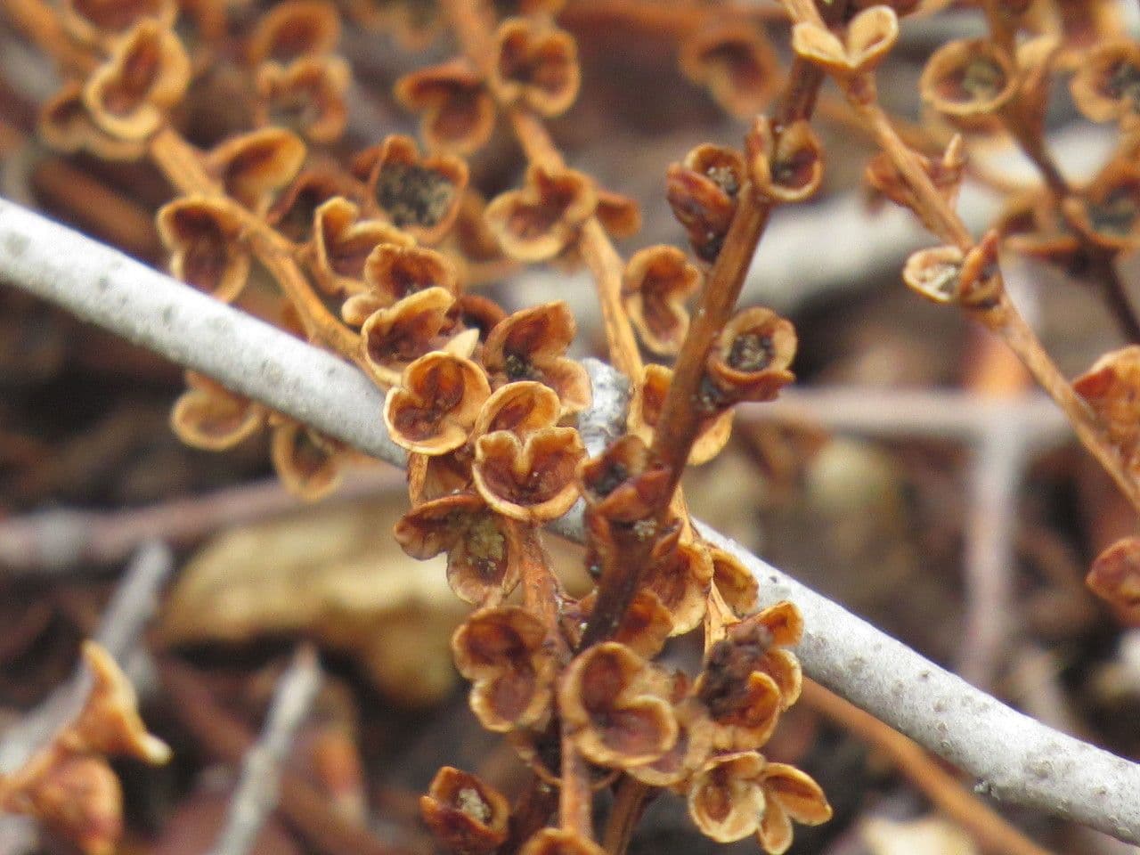 Epifagus virginiana
