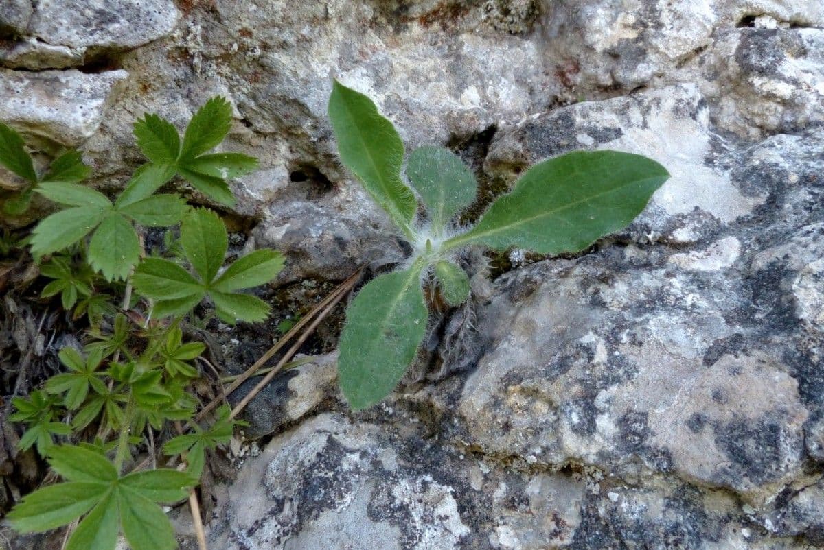 Hieracium 9