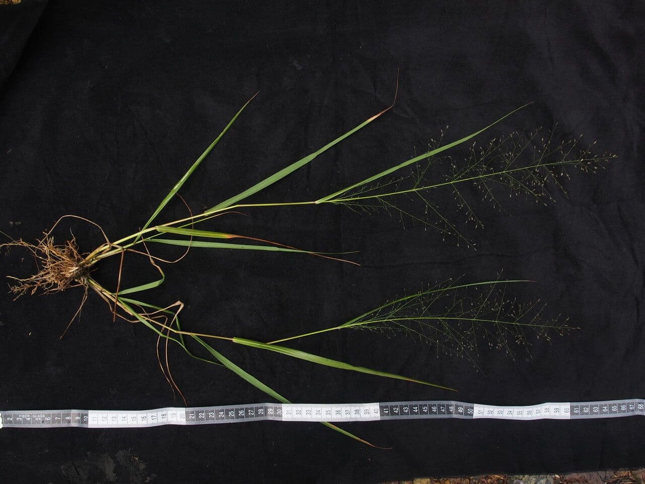 Eragrostis