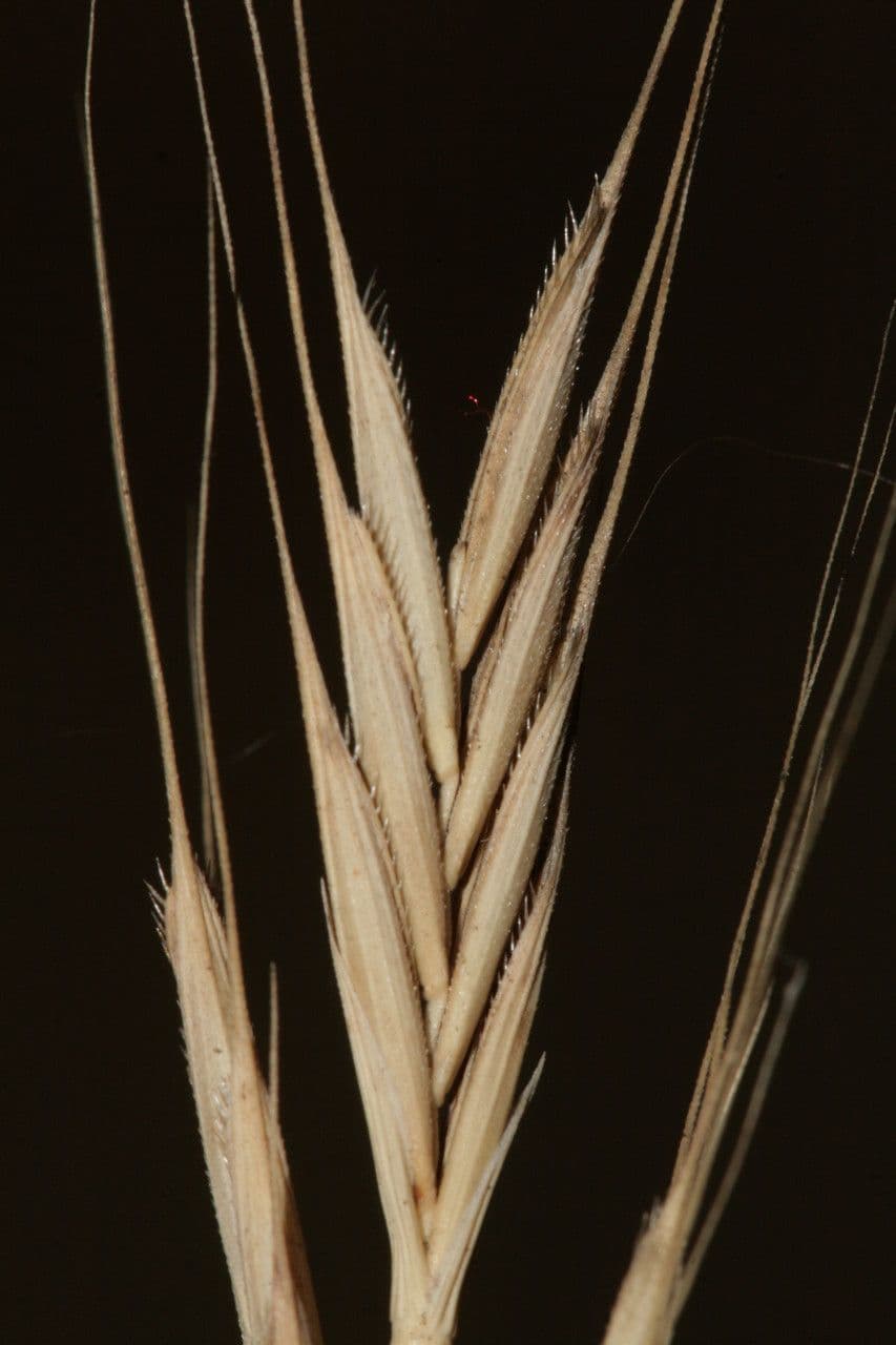 Triguillo 3
