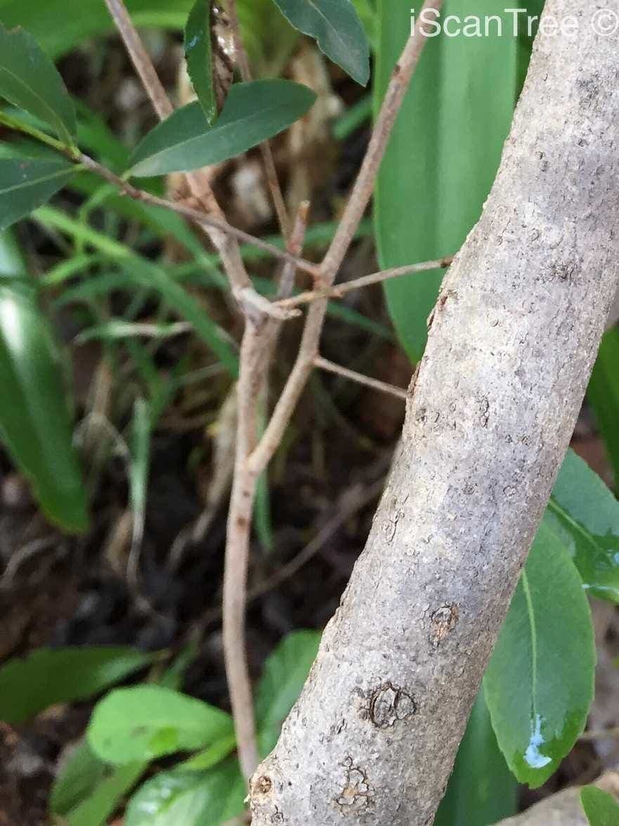 Ochna serrulata 24