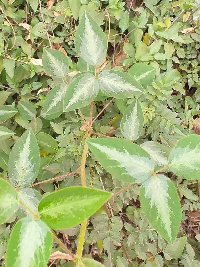Desmodium uncinatum 6