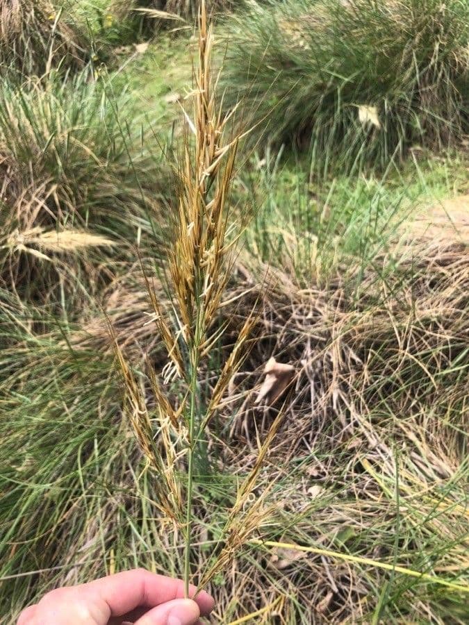 Stipa parviflora 7