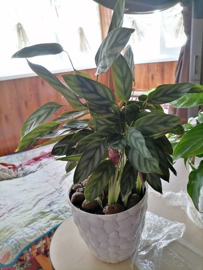 Ctenanthe setosa 2