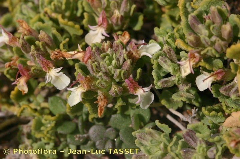 Teucrium buxifolium 4