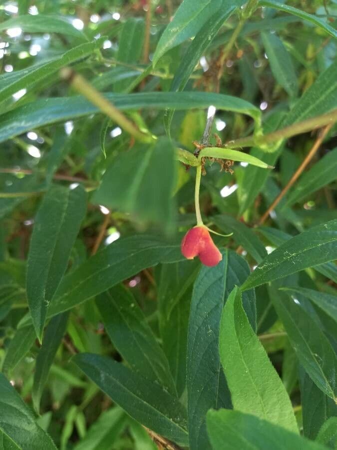 Caprifoglio 2