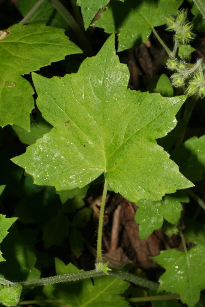 Feuille d'eau appendiculée 14