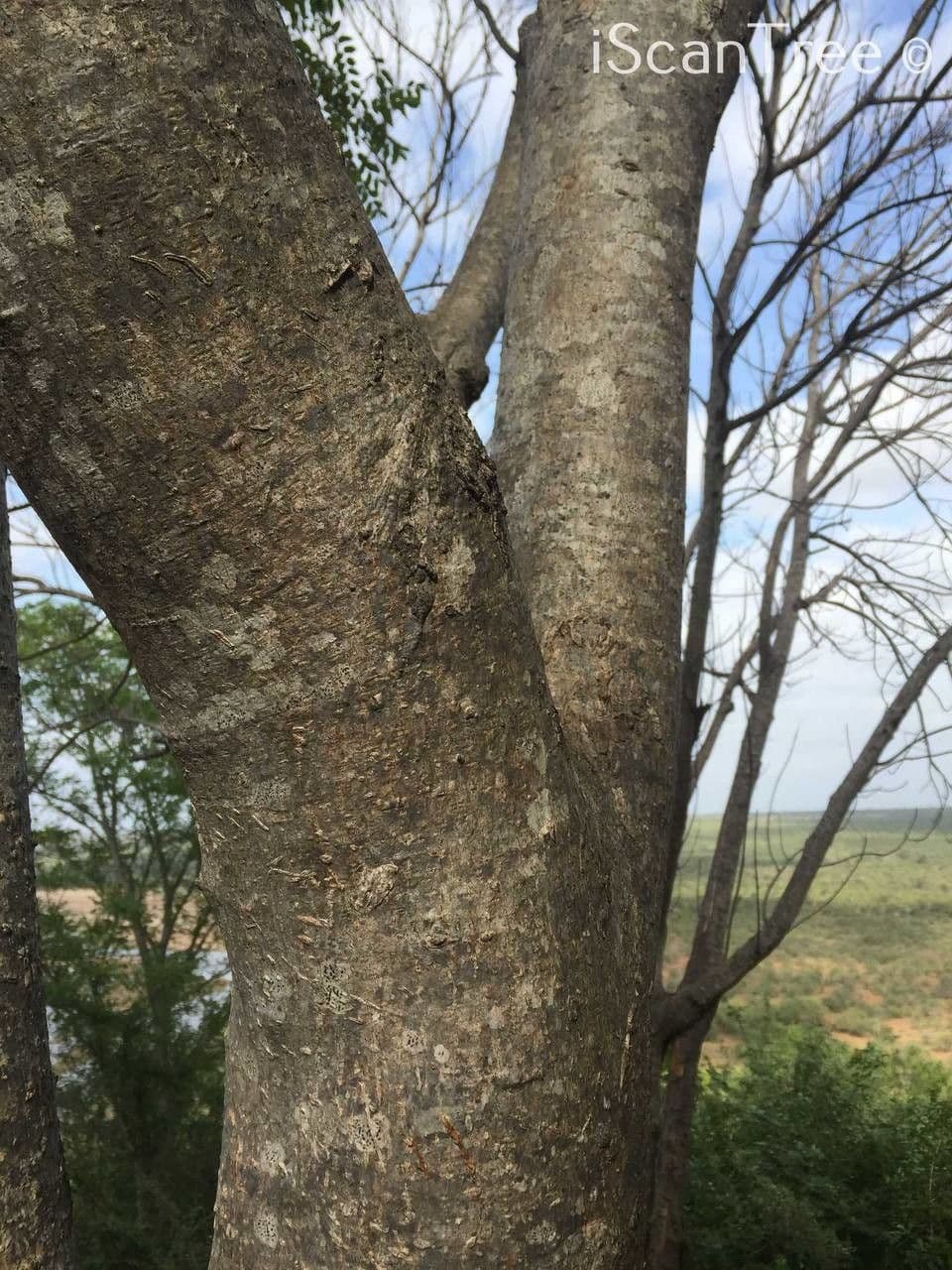 Seringa bianca 15