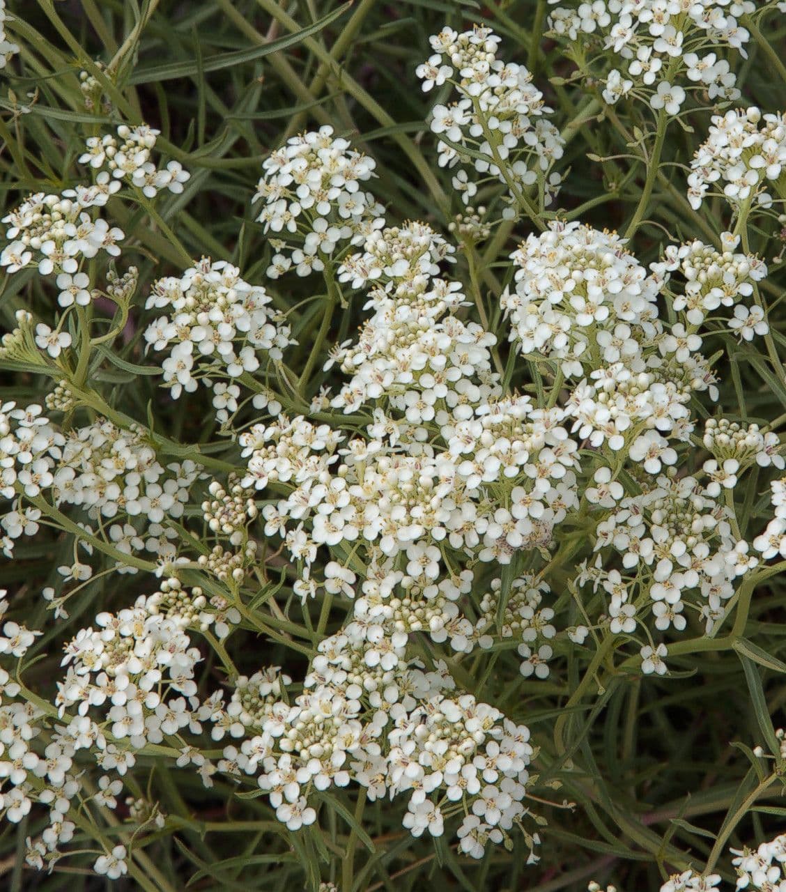 Lepenec 2