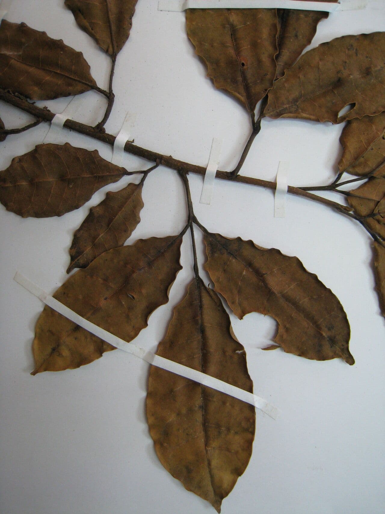 Protium decandrum 11