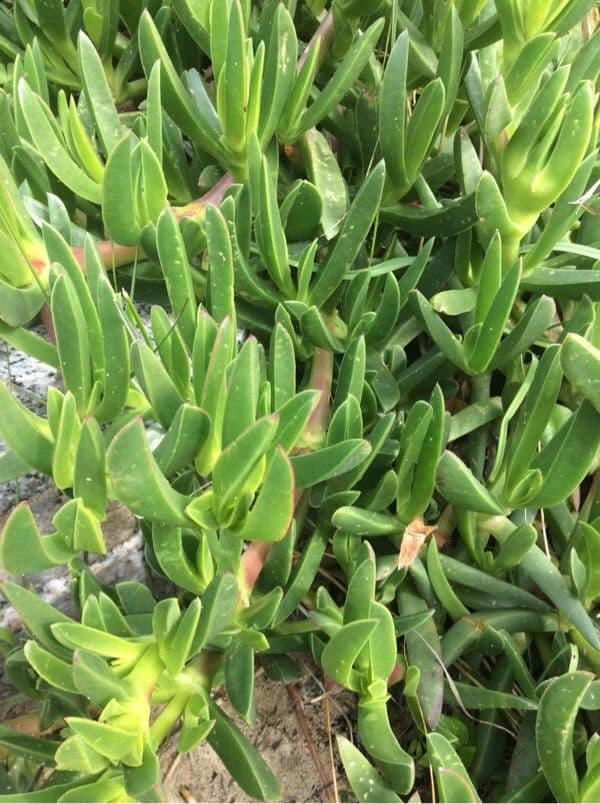 Fico degli Ottentotti 28