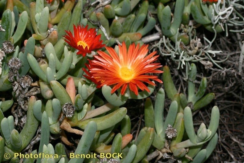 Carpobrotus 8