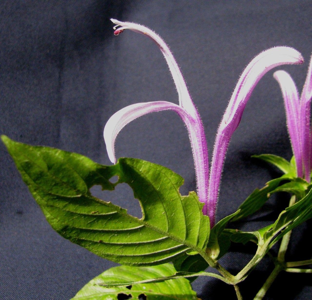 Poikilacanthus 11