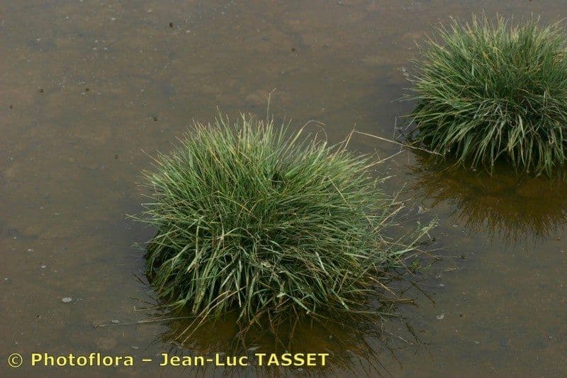 Gramigna delle saline 23