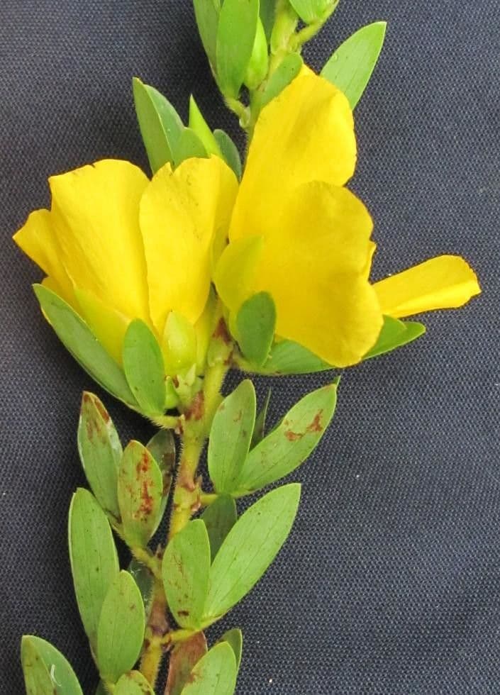 Desvauxs Mimose 14