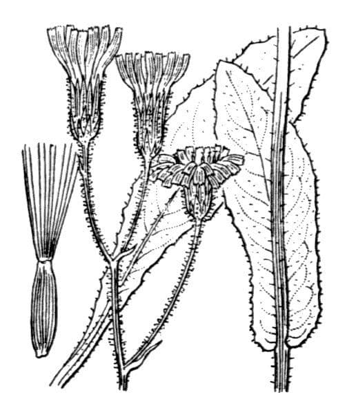 Radicchiella dolcigna 31