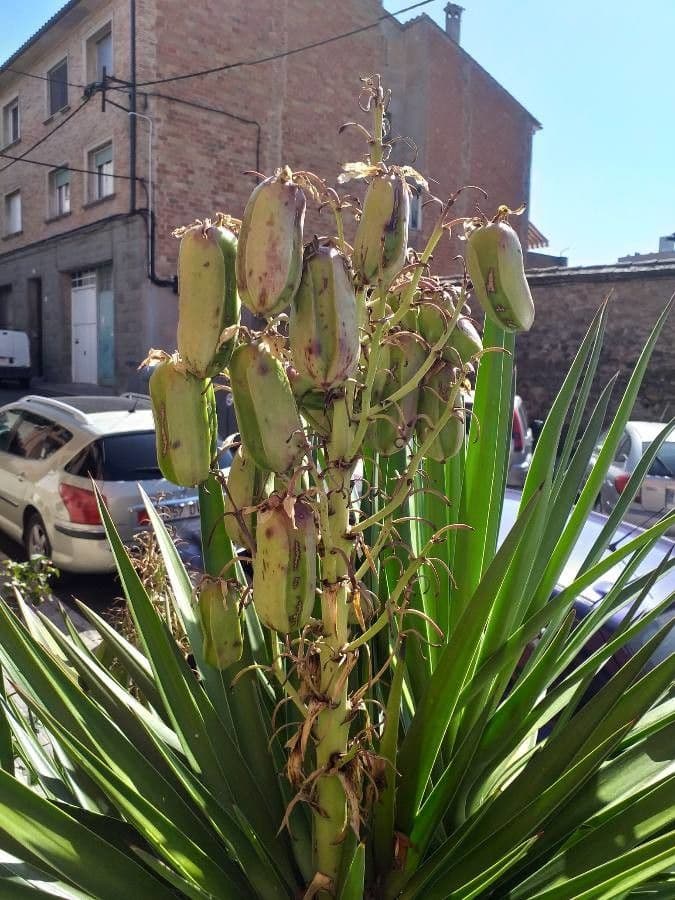 Bajonett-Yucca