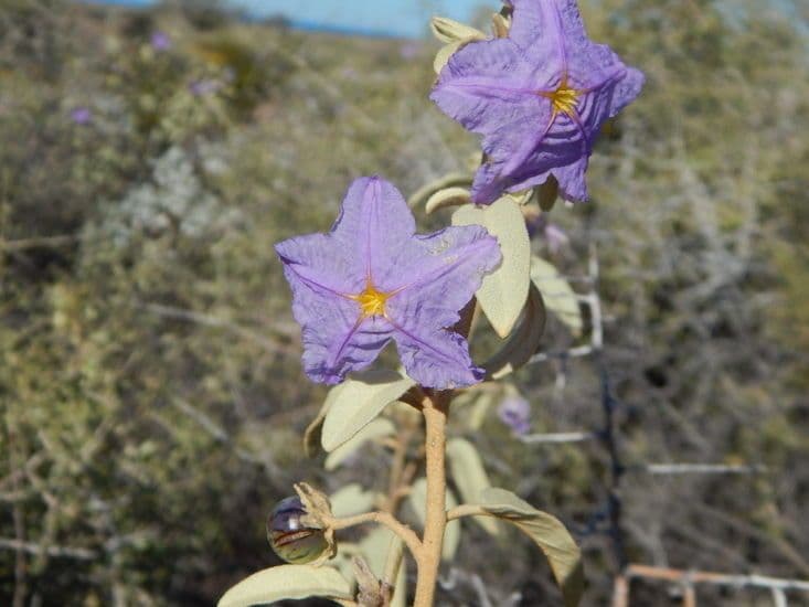 Solanum hindsianum 13