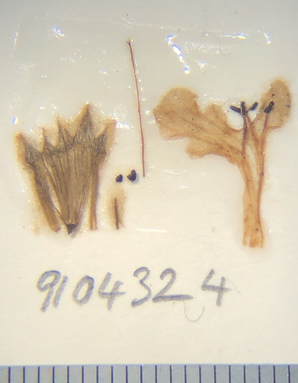 Stachys rigida 9