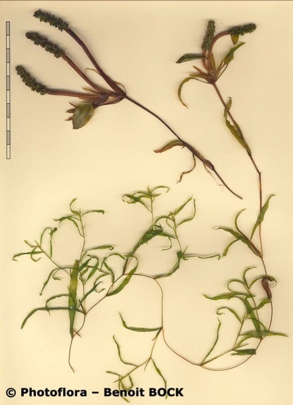 Gras-Laichkraut 22