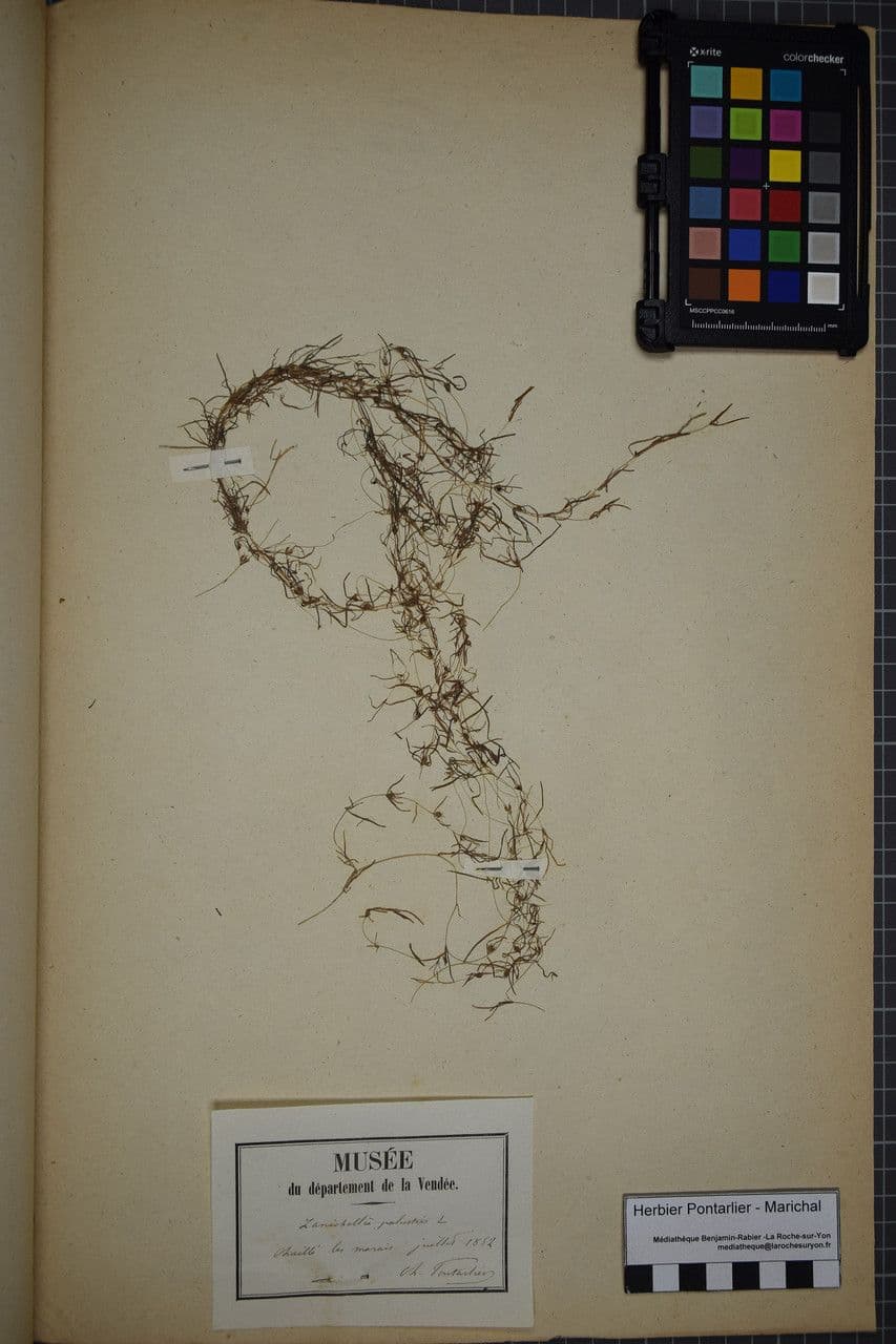 Zanichellia palustre 28