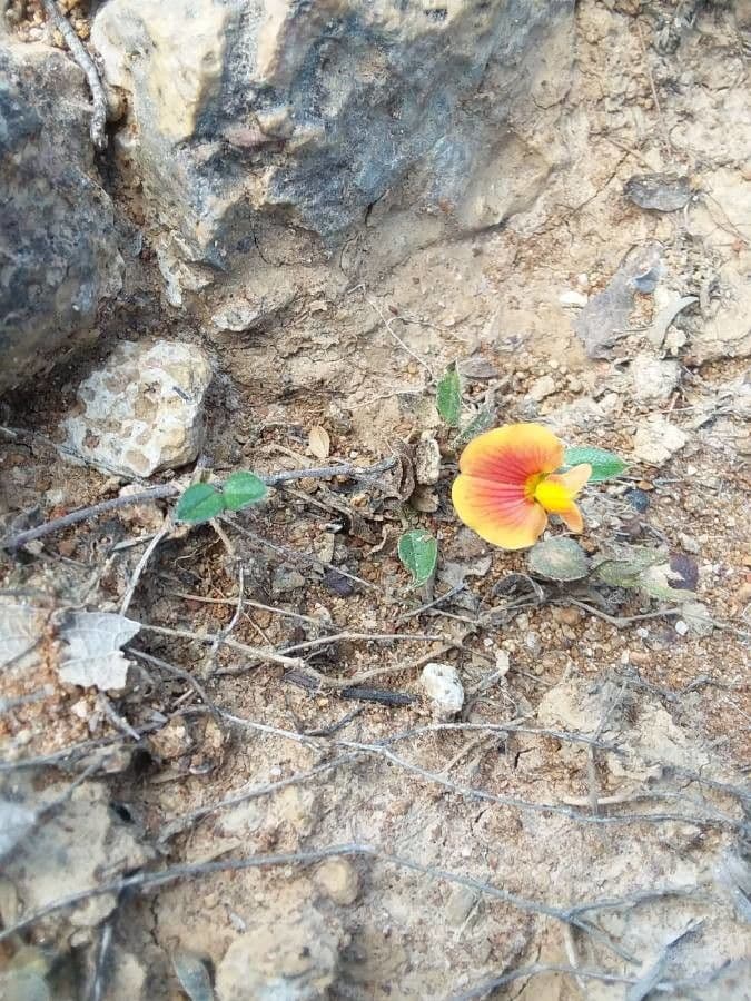 Zornia reticolata 6