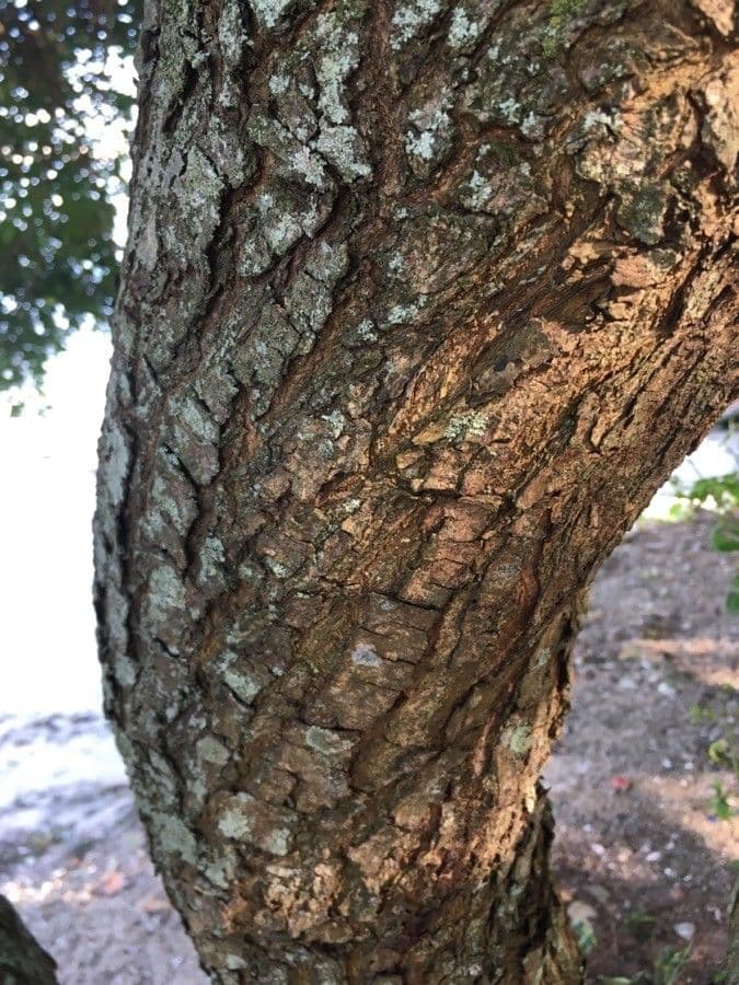 Brazilian peppertree 25