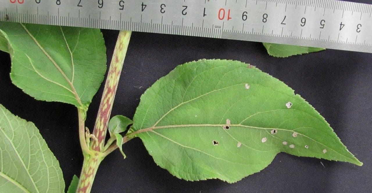 Clibadium 26