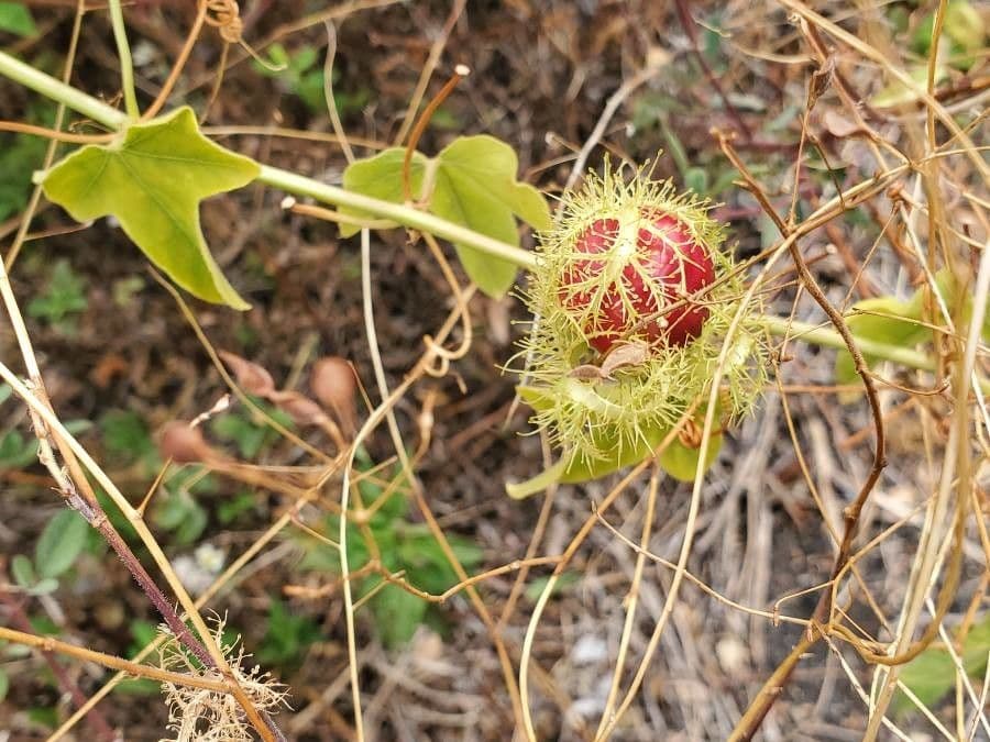 Passiflora 4