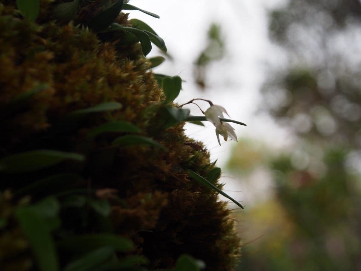 Bulbophyllum 6