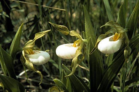Cipripedio bianco 3