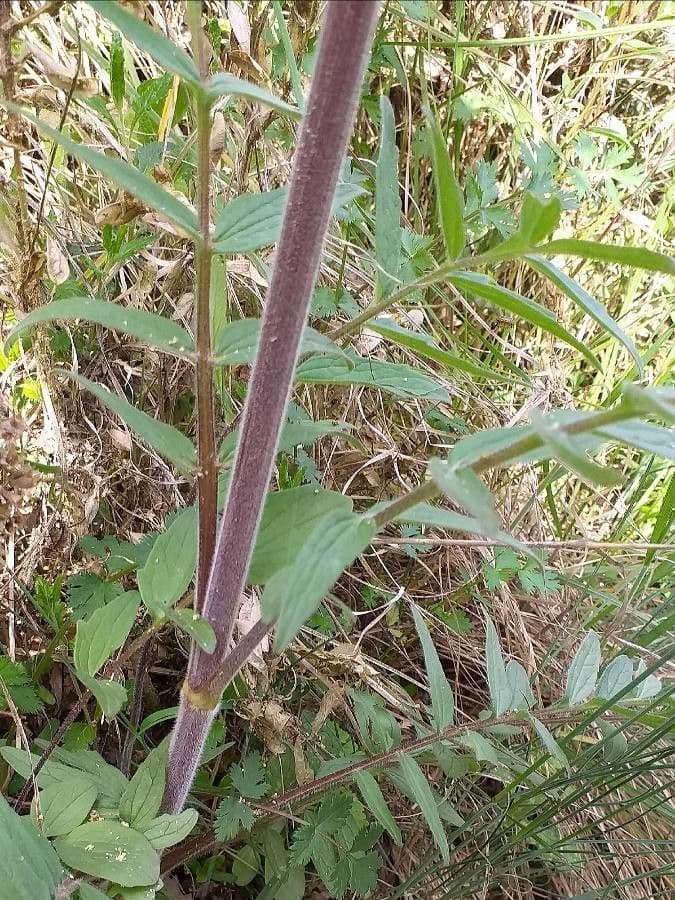 Valeriana comune 22